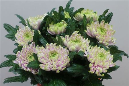 Chloranthy Roses Chrysants Blooms